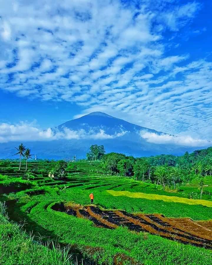 From Jakarta : Volcano, Tea & Rice Fields, Hot Spring - Price, timing, and what’s included for $135