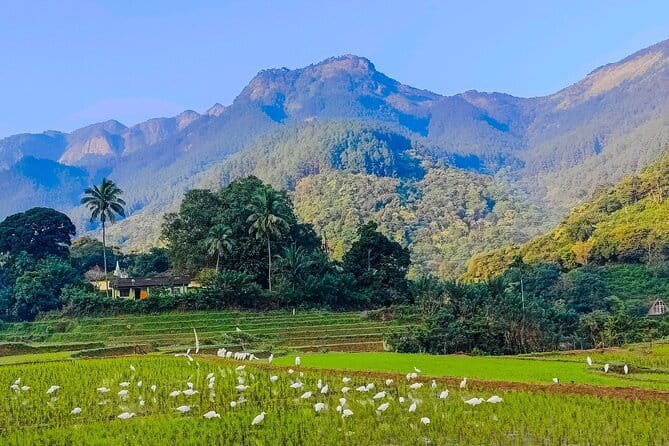 From Kandy to ELLA Private day tour - What the Tour Feels Like on the Ground: Pace, Comfort, and Planning