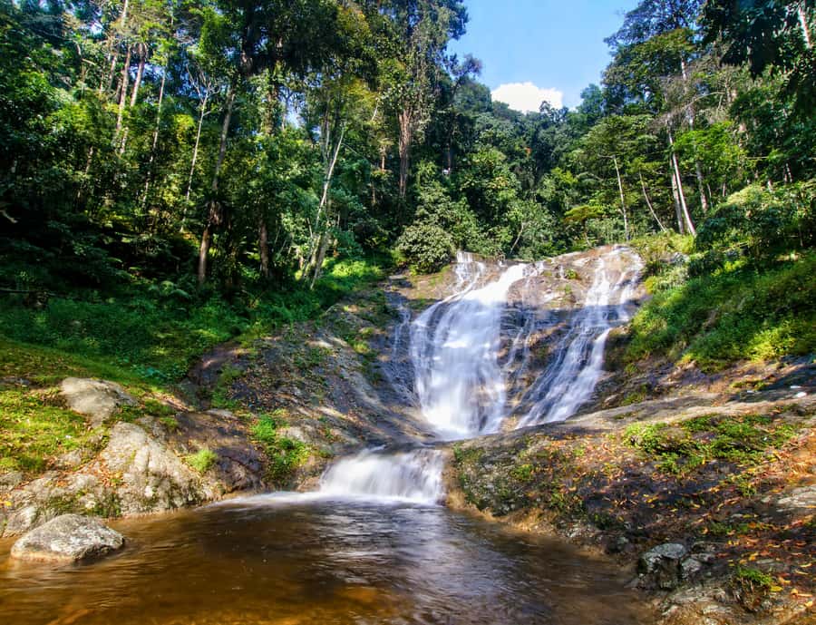 From KL: Cameron Highlands with BOH Habu & Sungei Tea Visit - Key things to know before you go