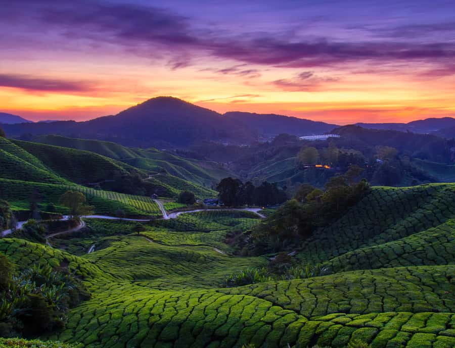 From KL: Cameron Highlands with BOH Habu & Sungei Tea Visit - From KL to cool Cameron: the comfort advantage of a private day