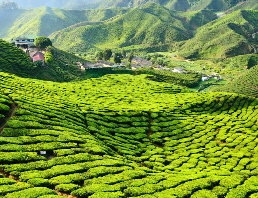 From KL: Cameron Highlands with BOH Habu & Sungei Tea Visit - BOH Habu tea plantation and factory tour: where the day becomes real