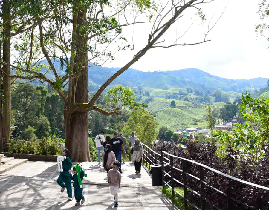 From KL: Cameron Highlands with BOH Habu & Sungei Tea Visit - Cameron Tea Valley photo time: good for pictures, easy on your schedule