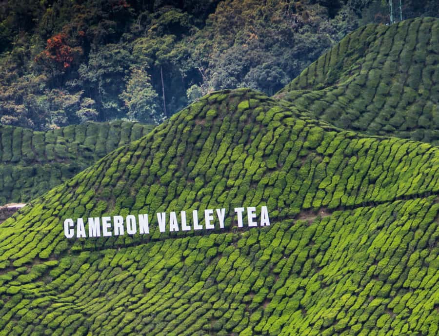 From KL: Cameron Highlands with BOH Habu & Sungei Tea Visit - Orang Asli village visit: learning daily life, not just taking photos