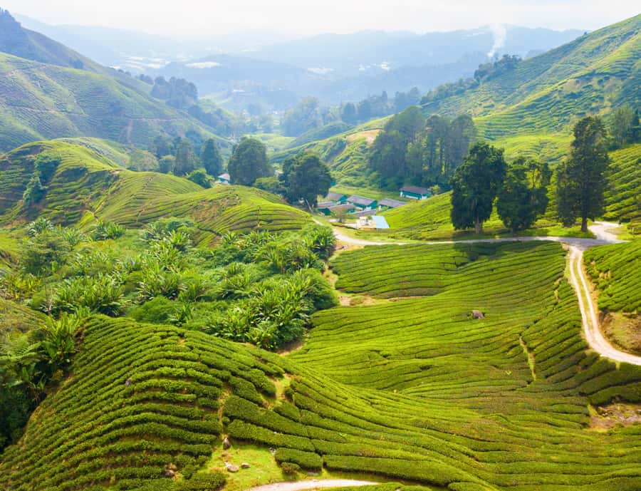 From KL: Cameron Highlands with BOH Habu & Sungei Tea Visit - Final stop at BOH Sungai Palas: the tea-centre capstone