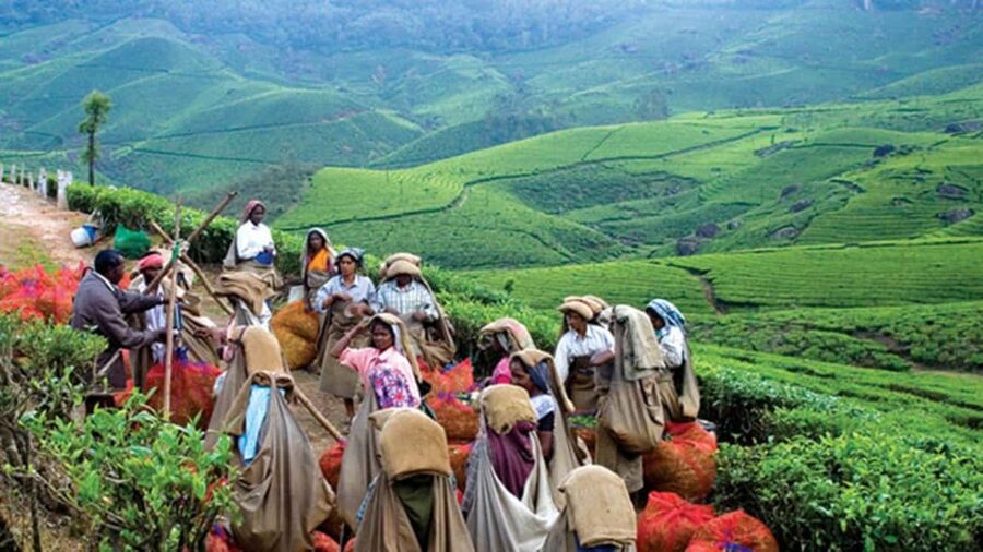 From Munnar: Tea Factory, Plantation, and National Park Tour - Tea Plantation Trekking: A Short Walk That Shows the Work