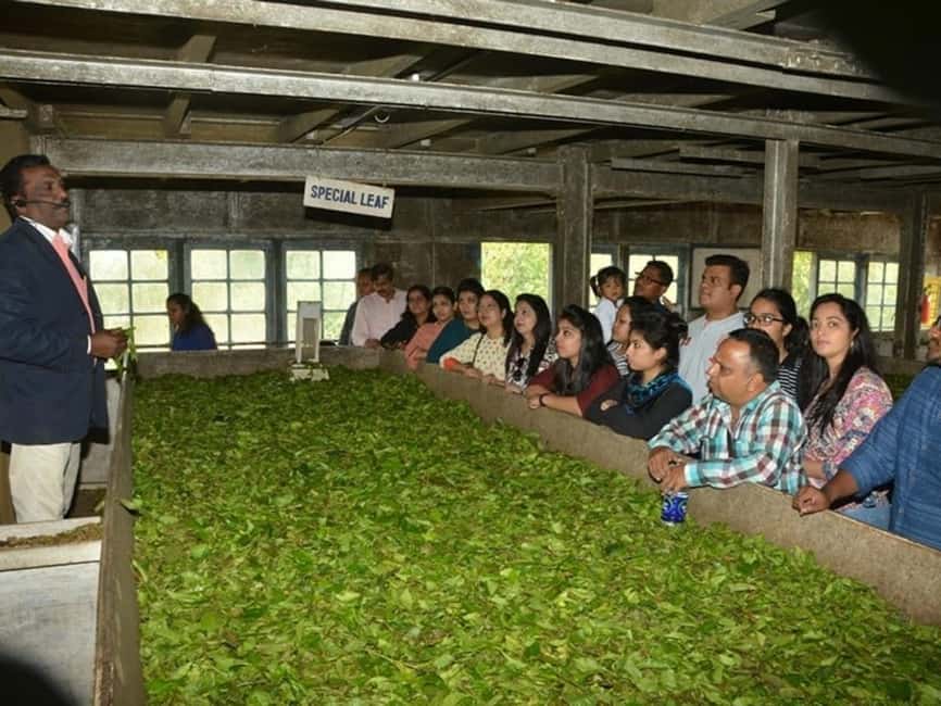 From Munnar: Tea Factory, Plantation, and National Park Tour - Pickup and Jeep Timing: The Day Starts Fast