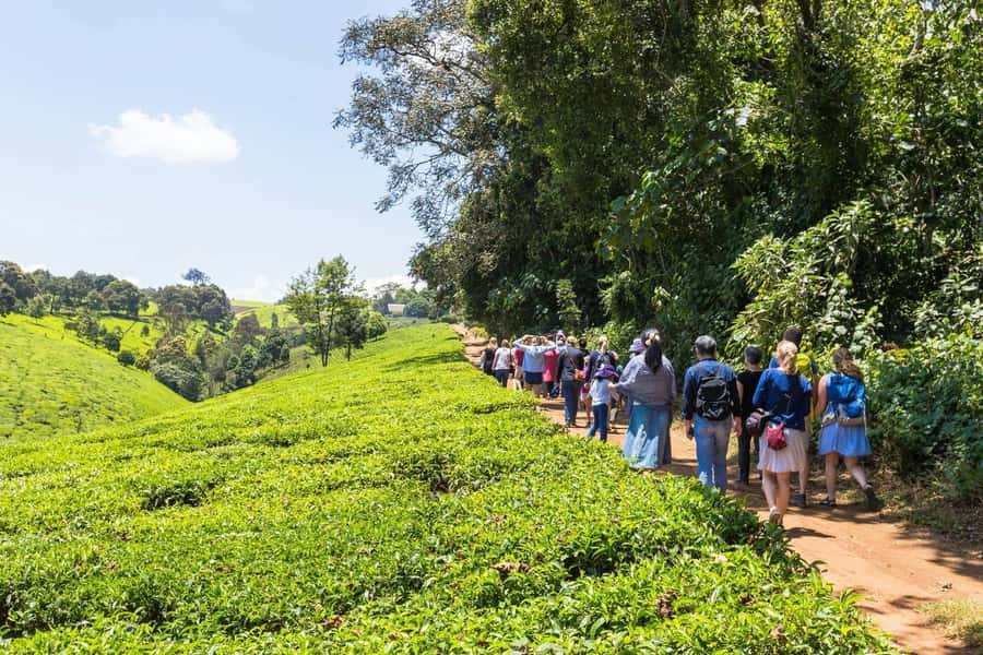 From Nairobi: Kiambethu Tea Farm Tour & Lunch - Key Points You’ll Care About
