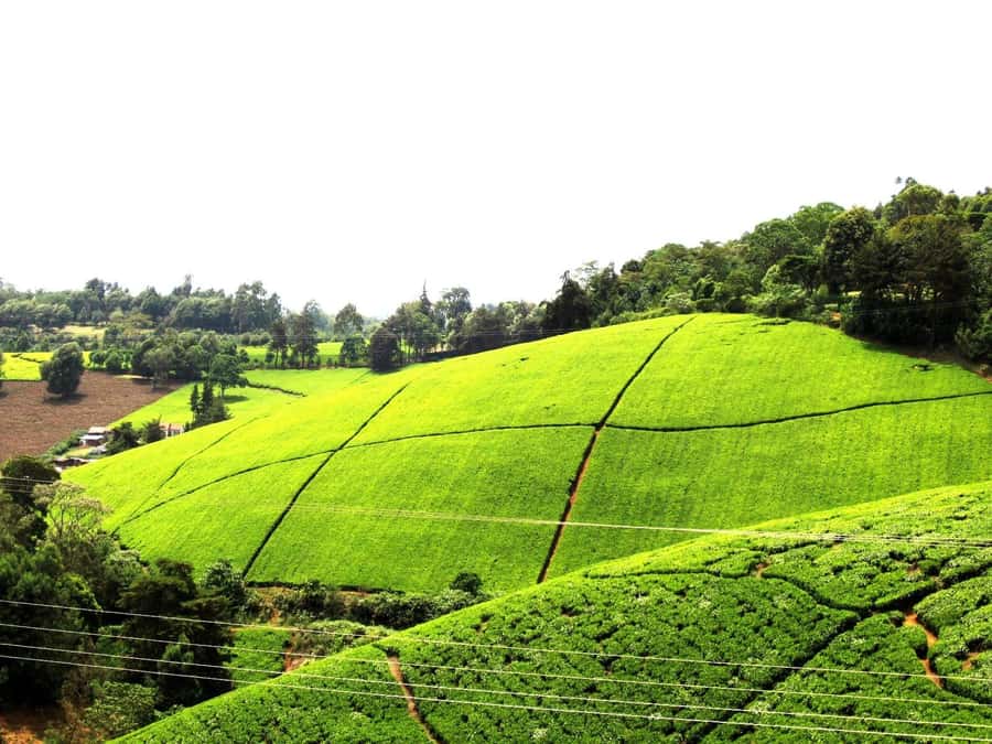 From Nairobi: Kiambethu Tea Farm Tour & Lunch - Why Kiambethu Tea Estate Feels Different From a Typical Day Tour