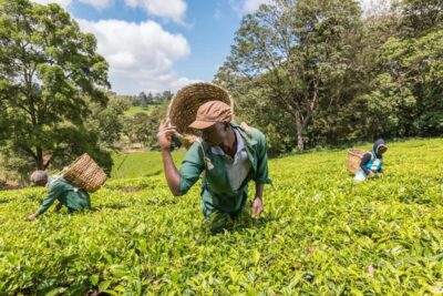 From Nairobi: Kiambethu Tea Farm Tour & Lunch - The Nairobi Pickup and the Drive Into Central Kenya