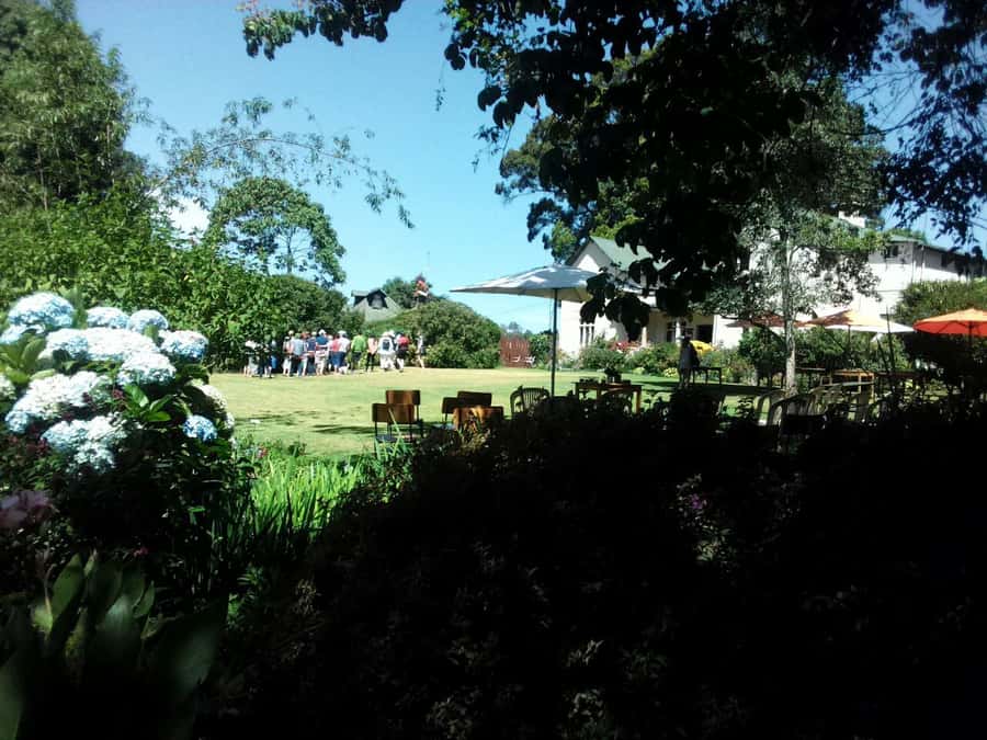 From Nairobi: Kiambethu Tea Farm Tour & Lunch - The Guided Forest Walk and Colobus Monkey Spotting