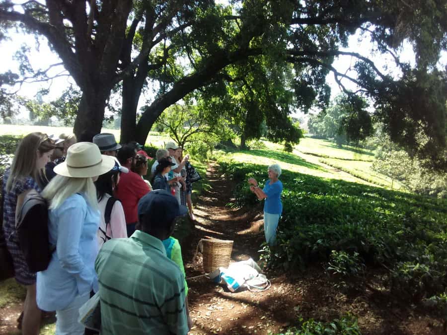 From Nairobi: Kiambethu Tea Farm Tour & Lunch - Group Size, Guide Style, and How to Make the Most of It