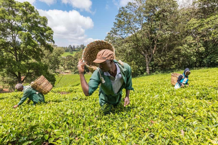From Nairobi: Kiambethu Tea Farm Tour & Lunch - The Nairobi Pickup and the Drive Into Central Kenya