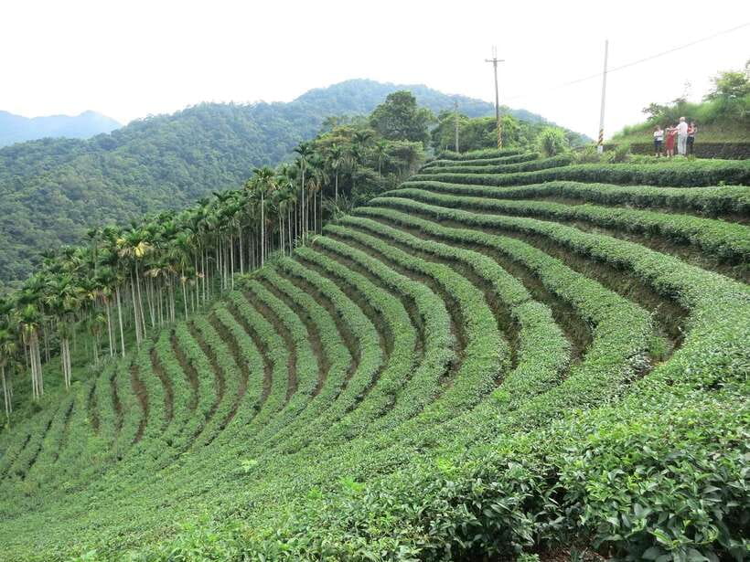 From Taipei: Thousand Island Lake and Pinglin Tea Plantation - Who This Tour Fits (and Who Should Rethink It)