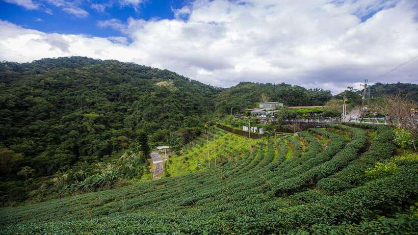 From Taipei: Thousand-Island Lake & Tea Museum Private Tour - Thousand Island Lake: your hour for photos and calm water