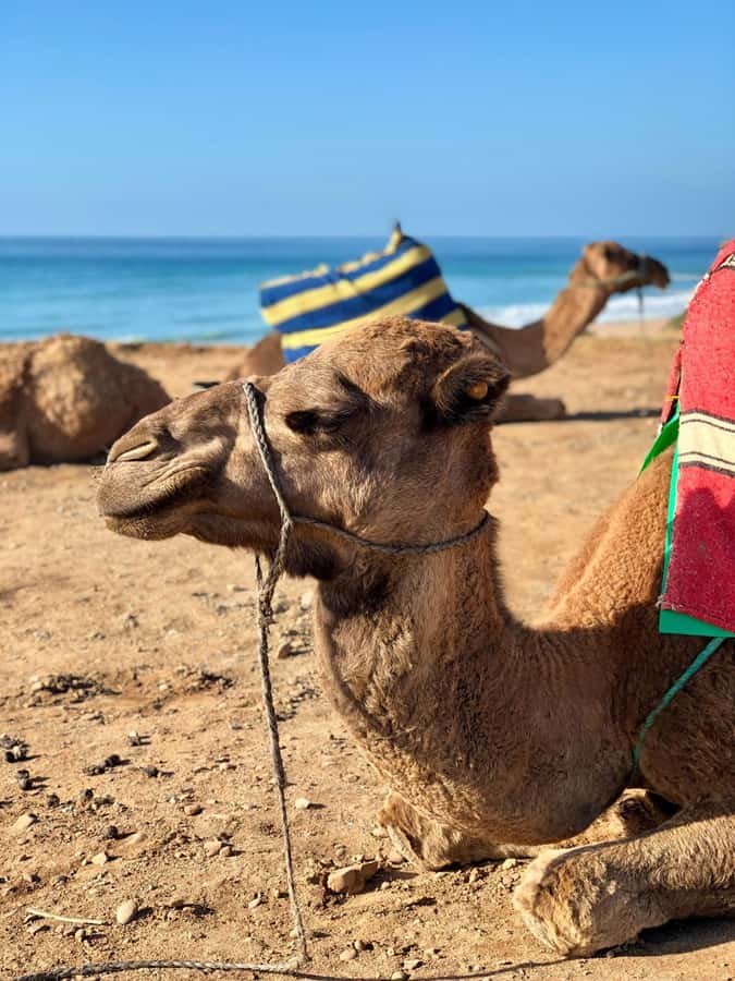From Tangier: Asilah Tour with Tea Tasting & Camel Ride - Morning Pickup in Tangier and the Drive Out to Cap Spartel