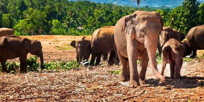 From west coast: Kandy, Tooth temple, Botanical & Tea garden - One-Day Kandy Circuit: Why It Works From the West Coast