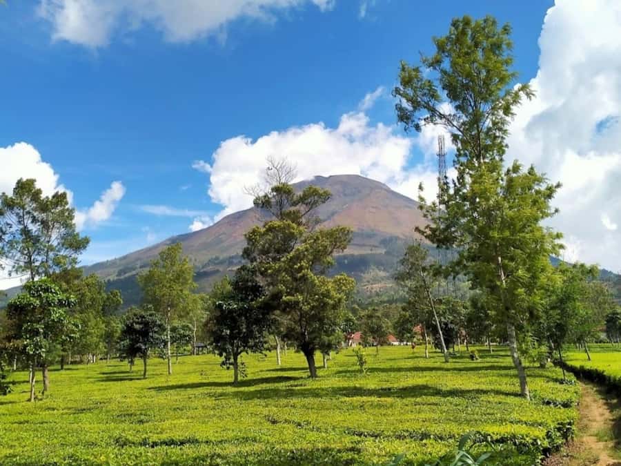 From Yogyakarta: Dieng Tour, Golden Sunrise & Tea Plantation - Sikidang Crater and Batu Pandang: sulfur drama and color surprises