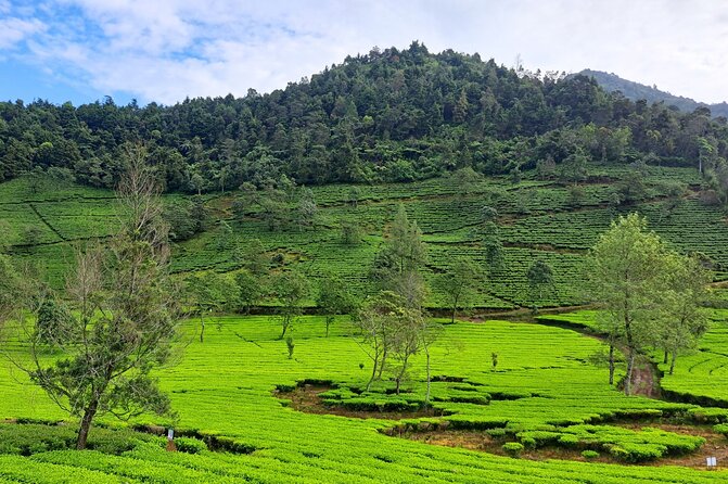 Full-Day Adventure: Tea Plantation & the Mystical Dieng Plateau - Sikidang Crater: steam vents, hot springs, and volcanic minerals