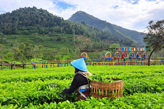 Full-Day Adventure: Tea Plantation & the Mystical Dieng Plateau - Arjuna Temple: Hindu stone carvings on the plateau