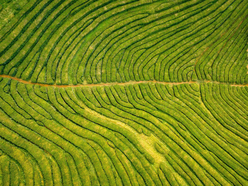 Full Day: Furnas, Tea Plantations & More With Lunch - Cozido das Furnas lunch: real Azores comfort food cooked underground