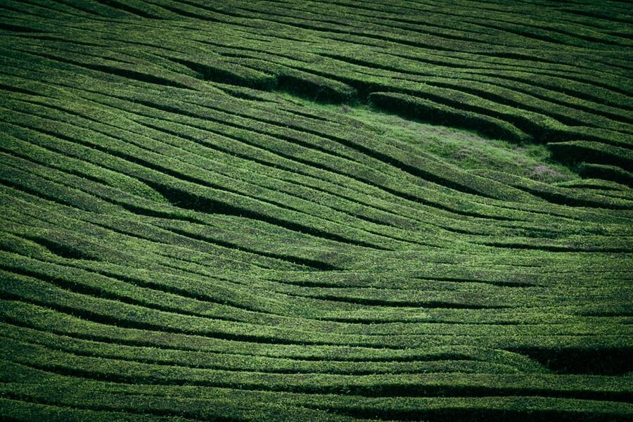 Full Day: Furnas, Tea Plantations & More With Lunch - Price and value: what $88 really covers (and what costs extra)
