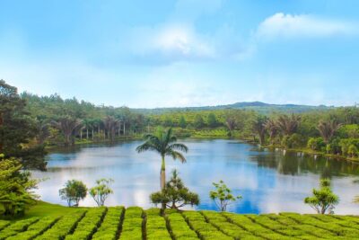 Full Day Guided Tea Route Mauritius: Including Lunch - Bois Cheri Tea Factory and Tea Museum: from plantation to your cup