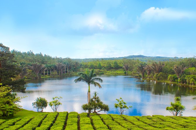 Full Day Guided Tea Route Mauritius: Including Lunch - Bois Cheri Tea Factory and Tea Museum: from plantation to your cup