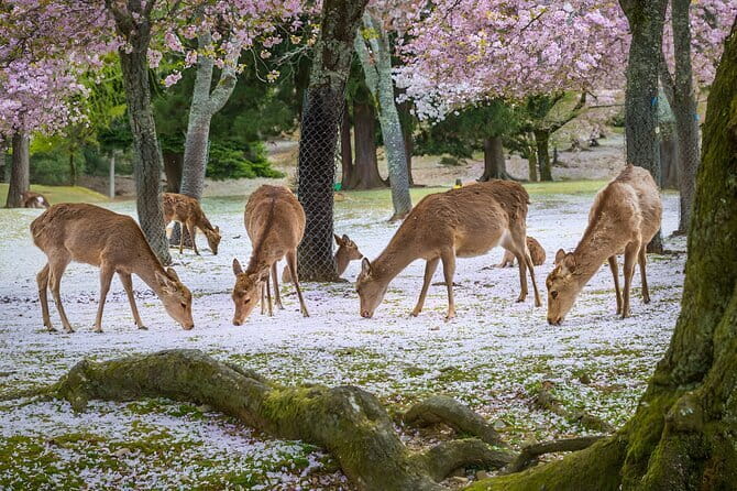 Full Day Nara Deer, Temple, Shrine, Activities & Tea Ceremony - Higashimuki Shopping Street Break for Lunch on Your Terms
