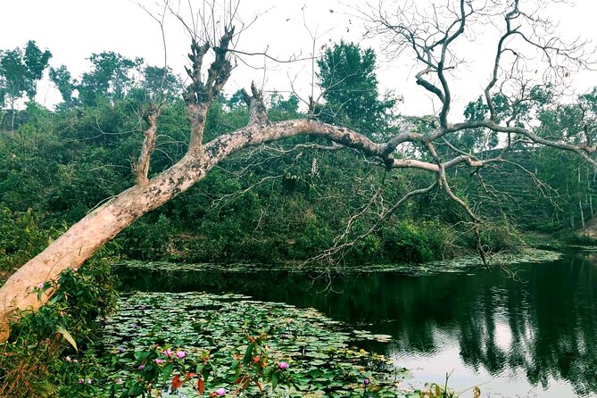 Full Day Sreemangal Tea Garden & National Park Hiking Tour - What to expect from the pace, pickup, and rain-forest gear