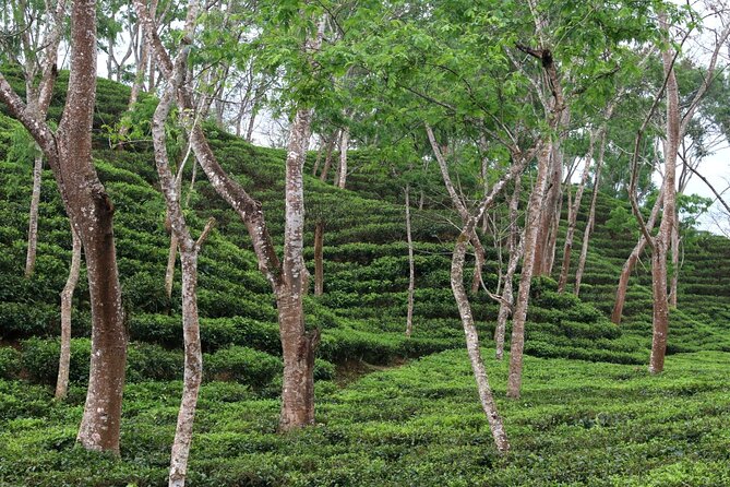 Full Day Sreemangal Tea Garden & National Park Hiking Tour - Is $50 a fair deal for this Sreemangal nature day?