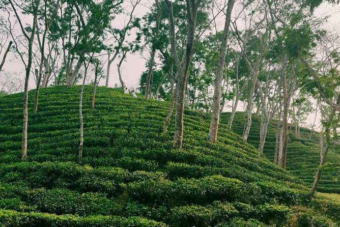 Full Day Sreemangal Tea Garden & National Park Hiking Tour - Should you book this full-day Sreemangal hiking tour?