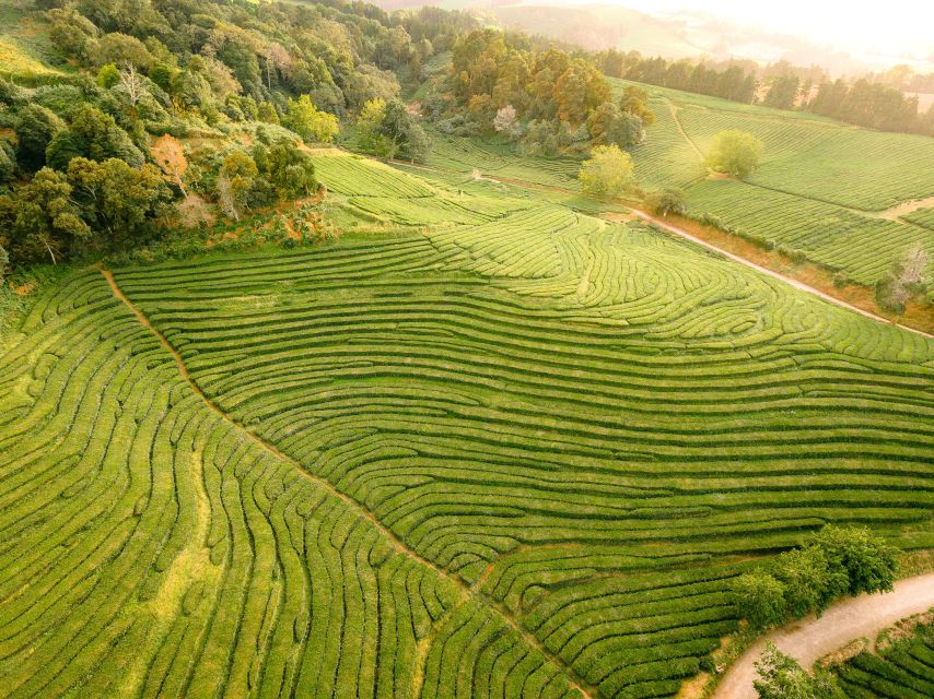 Furnas: Tea Plantations, Lake and Volcano Guided Tour - Terra Nostra Park: Gardens, Thermal Water, and Time to Decide