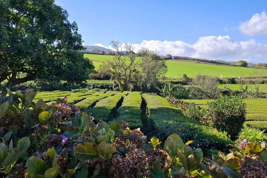 Furnas: Volcano Crater, Lake, Tea Plantation, and Waterfall - Gorreana Tea Factory: a true taste of the island’s farm side