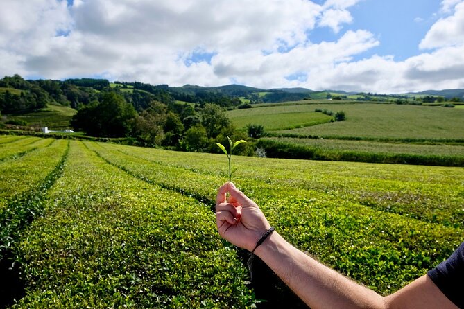 Furnas Volcano & Tea Plantation With Traditional Lunch, East Tour - Restaurante Banhos Ferreos: The Lunch That Turns Into an Event