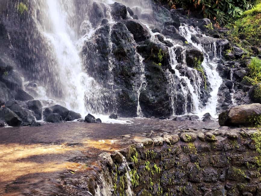 Furnas: Volcano Wonders, Tea Plantation & Waterfall Tour - Gorreana Tea Factory: why this tea stop is more than a shop