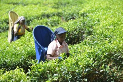 Galle Day Tour and Tea Plantation from Bentota & Other Places - Getting picked up from Bentota (and nearby beach towns)