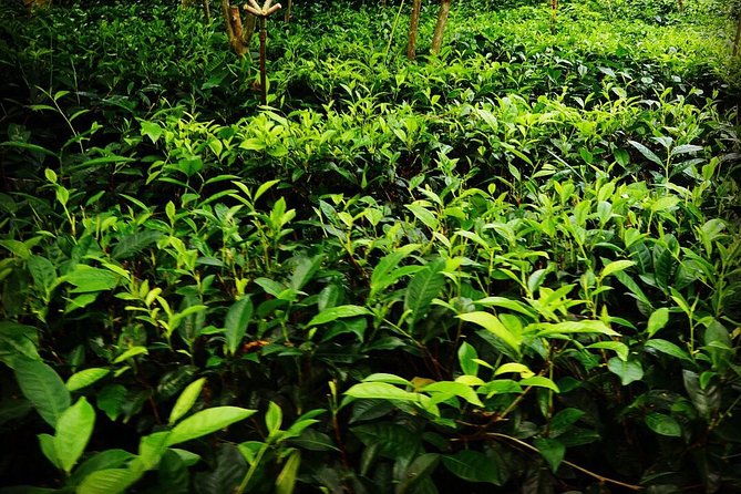 Galle Day Tour and Tea Plantation from Bentota & Other Places - Jungle Beach: the calmer bay break