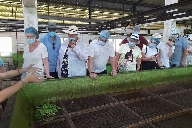 Galle Day Tour with River Safari, Tea Plantation & Sea Turtle - Bentota River Safari through mangroves (about 1.5 hours)