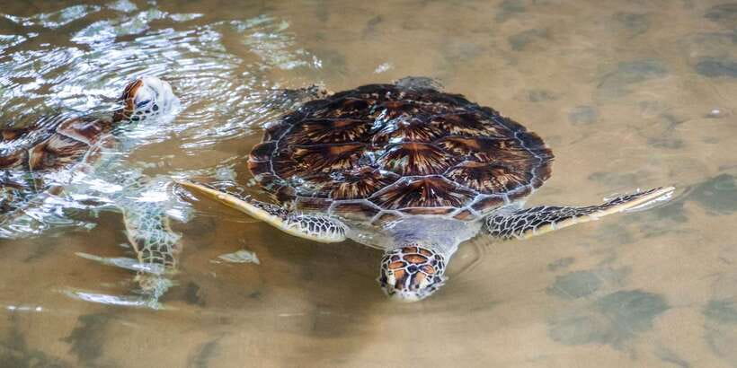 Galle Day Trip with River Safari, Sea Turtles & Tea Factory - Lunch, water, and the spending gaps to plan for