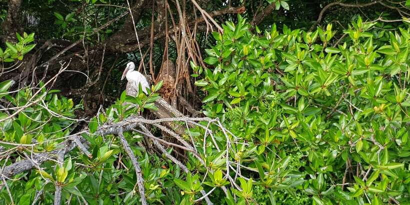 Galle Day Trip with River Safari, Sea Turtles & Tea Factory - Galle Fort: the UNESCO walk where Dutch walls actually make sense