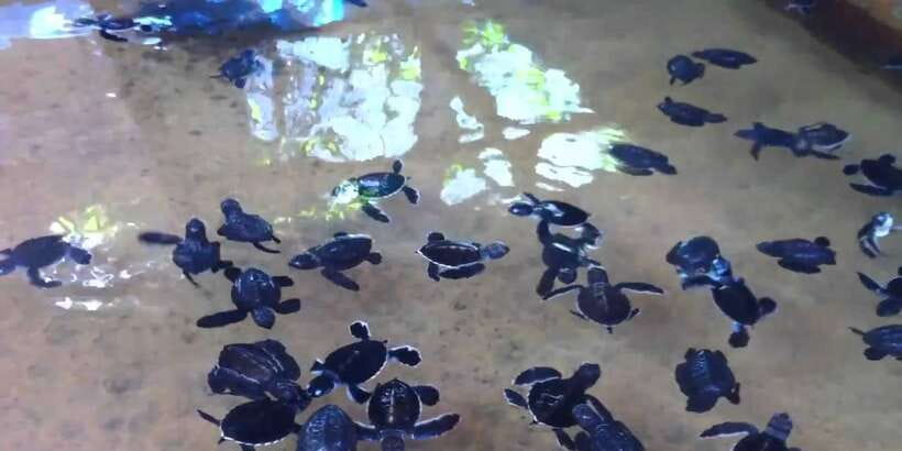 Galle Day Trip with River Safari, Sea Turtles & Tea Factory - Bentota River Safari in the mangroves: wildlife viewing that feels real