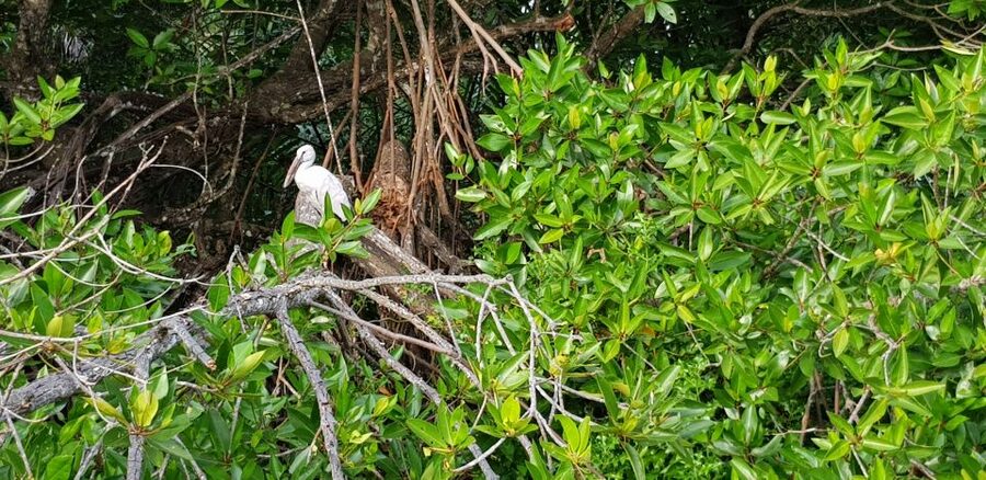 Galle Day Trip with River Safari, Sea Turtles & Tea Factory - Sea turtles and a turtle hatchery-style conservation visit
