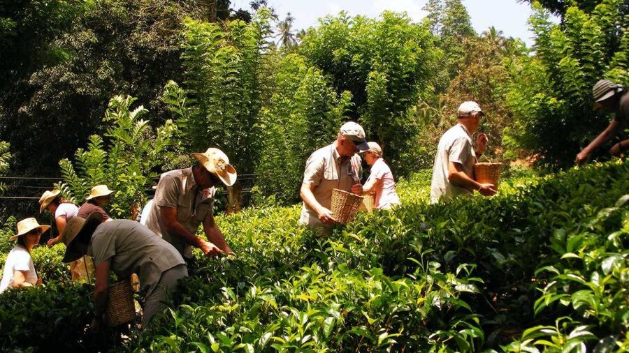 Galle Day Trip with River Safari, Sea Turtles & Tea Factory - Tea plantation + factory tour: Ceylon tea processing, explained in plain steps