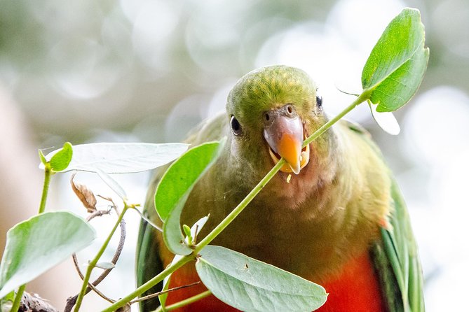 Great Ocean Road 12 Apostles & Rainforest Walk with Morning Tea - Serendip Sanctuary morning tea and the wildlife bonus