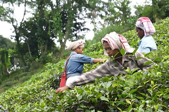 Guwahati Tea Garden tour @ Amchong - Key highlights at Amchong Tea Estate and Bhuaram Jodhraj Factory
