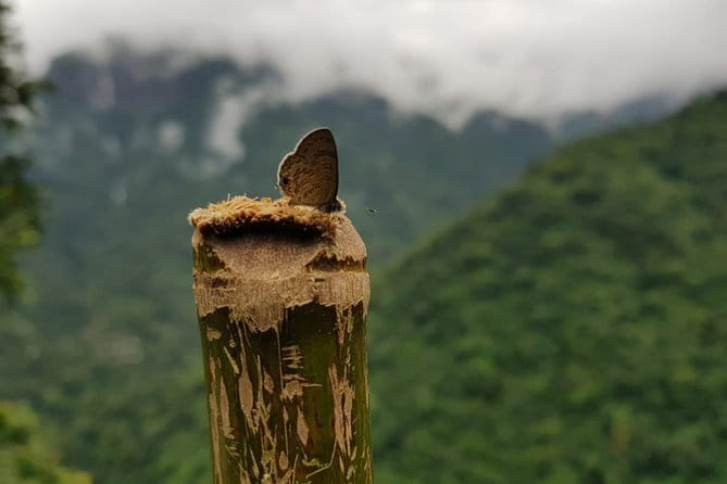 Guwahati Tea Garden tour @ Amchong - Who Should Book the Amchong Tea Garden Tour