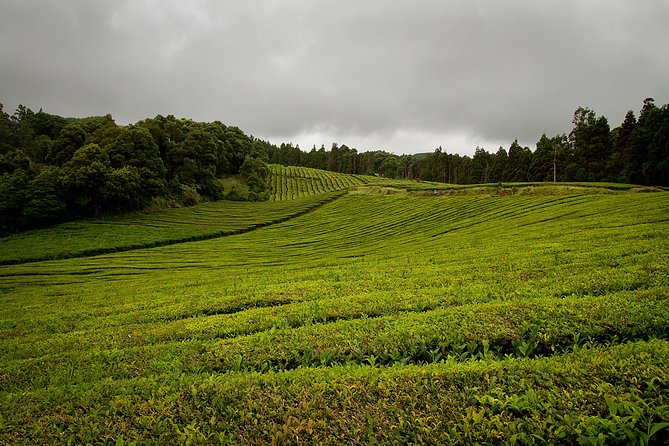 Half day Gorreana - Pedestrian Walk and Tea Tasting (Min. 2 persons) - Key highlights you’ll actually care about