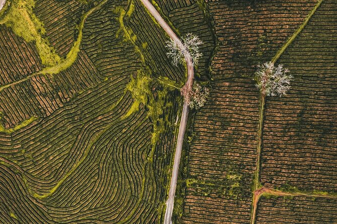 Half day Gorreana - Pedestrian Walk and Tea Tasting (Min. 2 persons) - Tea Fields and Factory Tour in One Block of Time