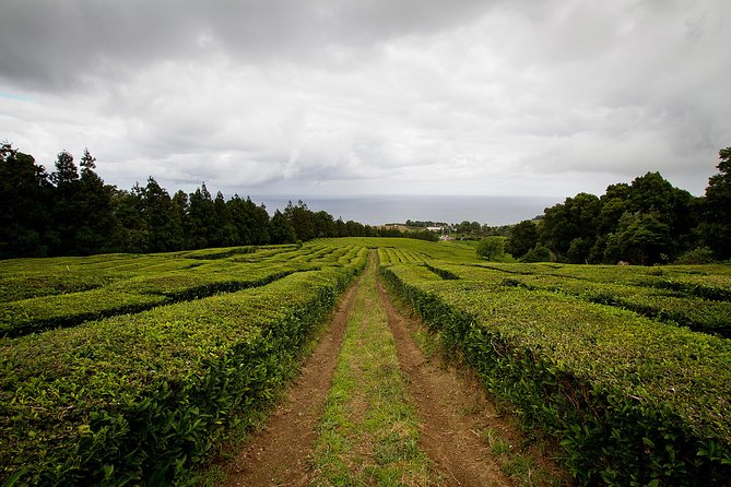 Half day Gorreana - Pedestrian Walk and Tea Tasting (Min. 2 persons) - The 3.4 km Gorreana Trail: Short, Scenic, and Sometimes Steep