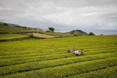Half day Gorreana - Pedestrian Walk and Tea Tasting (Min. 2 persons) - Pickup and Timing: Your Morning Plan from Ponta Delgada